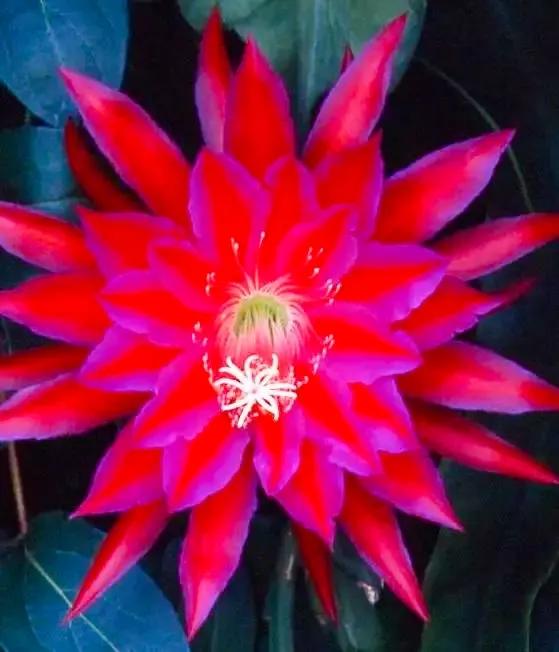 分享：曇花一現，精彩絕倫，讓人驚歎