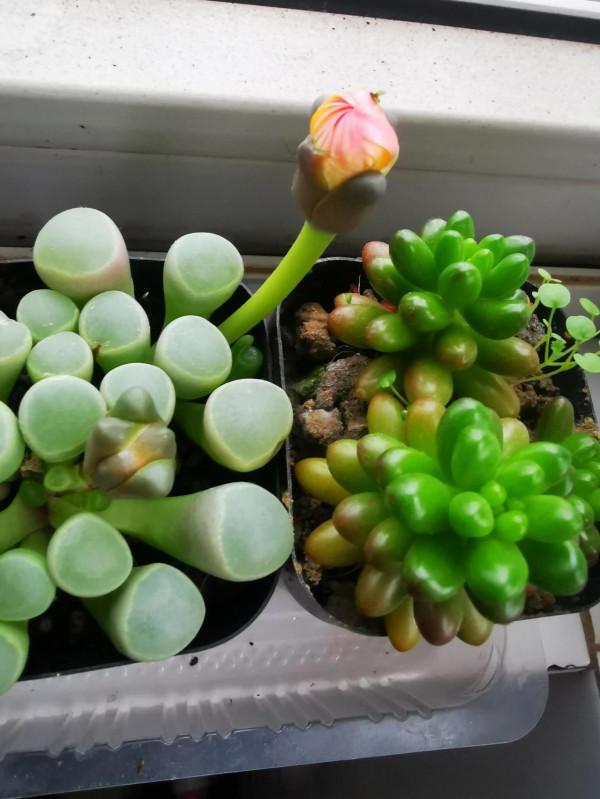 養了半年的多肉，竟然開花了