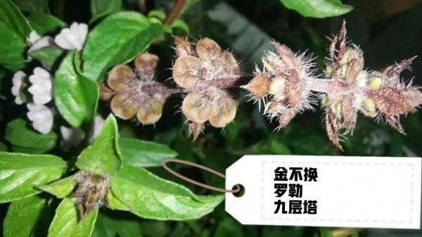 當你發現你種的菜是味藥材，還會繼續食用嗎？