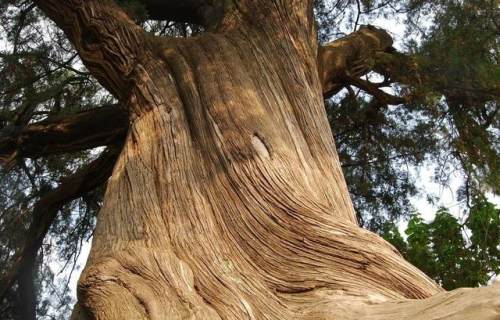 民間故事:樵夫誤入荒宅,看到白日點燈,三鞠躬後轉身就跑 民間故事:樵夫誤入荒宅,看到白日點燈,三鞠躬後轉身就跑