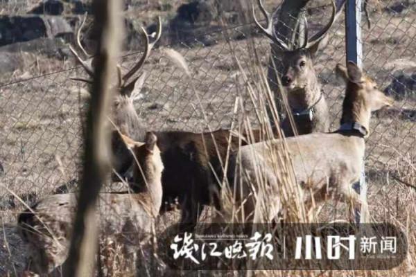 浙江清涼峰兩年野放49頭梅花鹿，回到大自然的它們過得可好？有的已找到地方定居