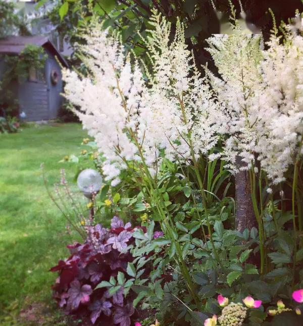 九種洋氣花，名字很“難聽”，建議別嫌棄，養好了也能美出天際