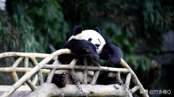 可愛又呆萌的國寶熊貓誰不喜歡