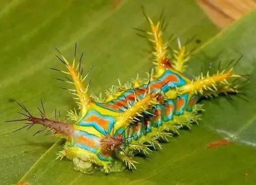 盤點國內七大常見的有毒昆蟲，看見後千萬不要用手拍打