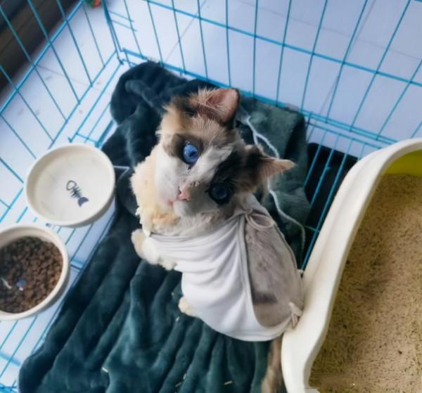 1只名貴布偶貓,被人遺棄在樓梯間:這貓也有人丟嗎? 1只名貴布偶貓,被人遺棄在樓梯間:這貓也有人丟嗎?