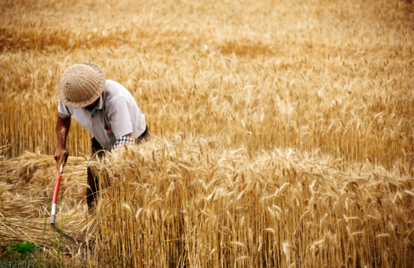 同是農業大國，為何印度出口糧食，而我國不缺糧卻要到處買糧