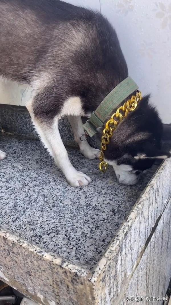 哈士奇抓老鼠,用了一個最笨的辦法 哈士奇抓老鼠,用了一個最笨的辦法