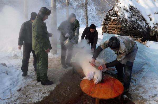 快要過年了,很多大連的農民,又要殺年豬了,你們對此是怎麼看的 快要過年了,很多大連的農民,又要殺年豬了,你們對此是怎麼看的