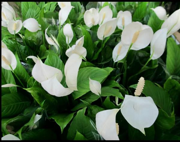 寓意一帆風順的室內觀葉植物-植物非試管高效快繁白掌 寓意一帆風順的室內觀葉植物-植物非試管高效快繁白掌