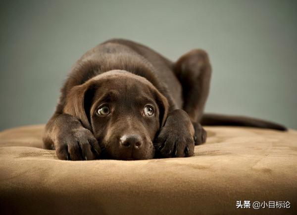 當汪星人遇到強迫症