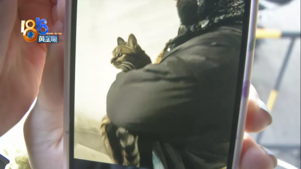 術後幾天查出貓瘟,跟手術有沒有關係 術後幾天查出貓瘟,跟手術有沒有關係