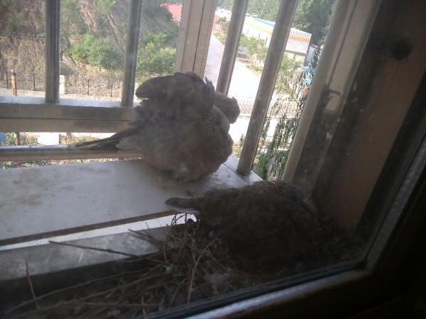 誰能告訴我，這是什麼鳥？在窗臺連孵兩窩了