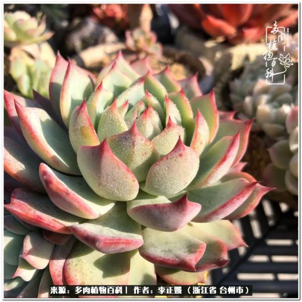 我的多肉，我的小世界