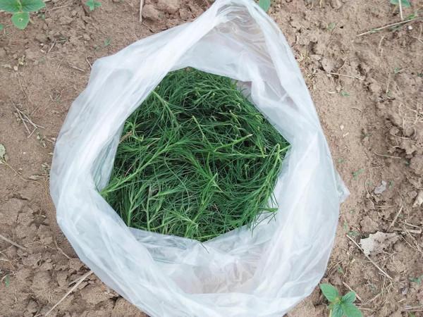 這種野菜雖不好看，卻含有豐富的鈣，正是季節，可別錯過咯