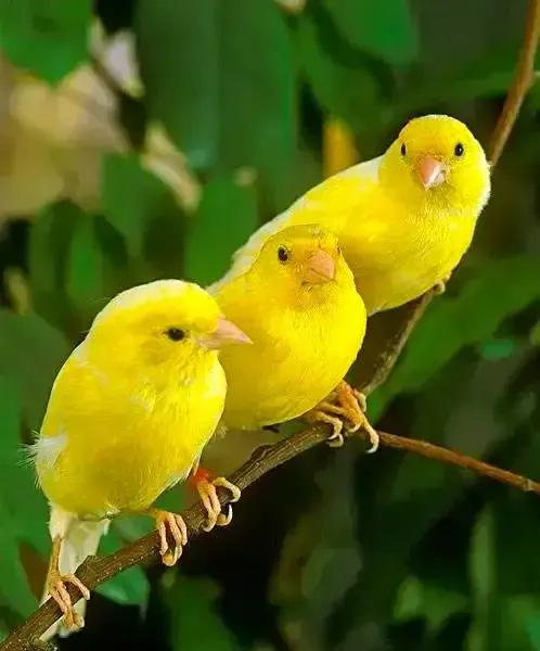 分享圖片&mdash;&mdash;美麗的金絲雀集錦