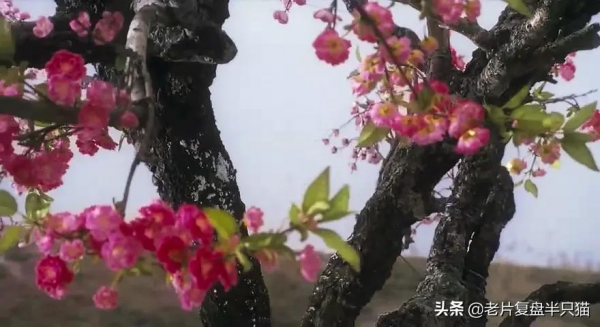 《東邪西毒》為什麼只有“東邪、西毒和北丐”,卻沒有“南帝”? 《東邪西毒》為什麼只有“東邪、西毒和北丐”,卻沒有“南帝”?