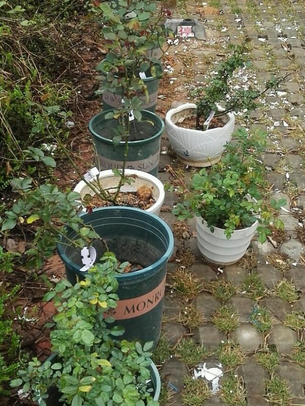 盤點22年1月到來的花草