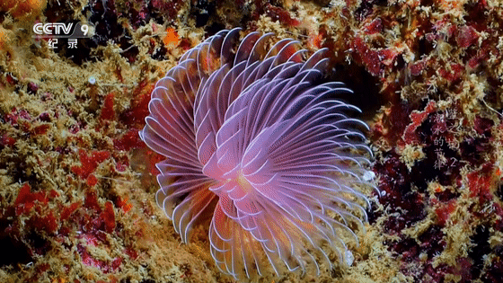 16部超讚自然紀錄片，讓孩子足不出戶看到地球的“真實面目”！