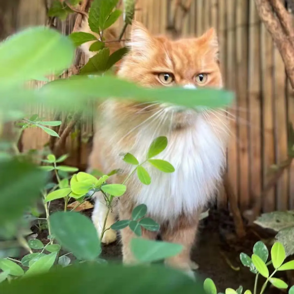 古有“竹林七賢”今有“觀復七閒” 古有“竹林七賢”今有“觀復七閒”