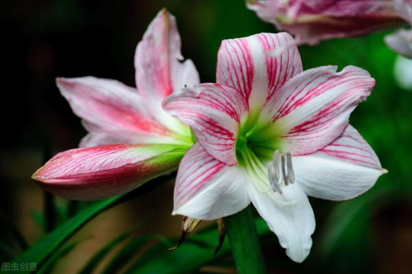 難怪朱頂紅不開花，這幾件事做不好，只能看葉子