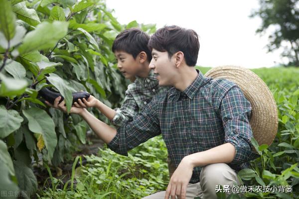 幾種常見性蔬菜的施肥時期與施肥方案