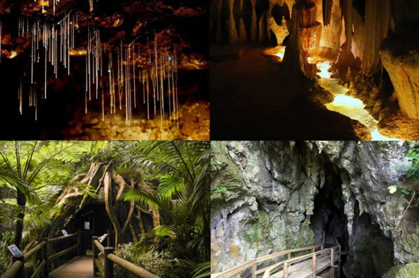 「澳洲·文化」白晝也能去看的星辰：黃金海岸藍光螢火蟲