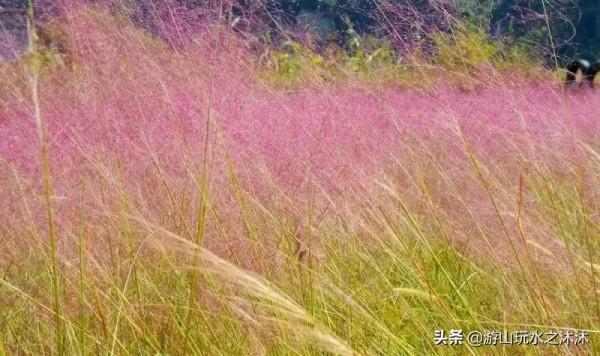 金秋與粉黛亂子草來一場夢幻的邂逅 金秋與粉黛亂子草來一場夢幻的邂逅