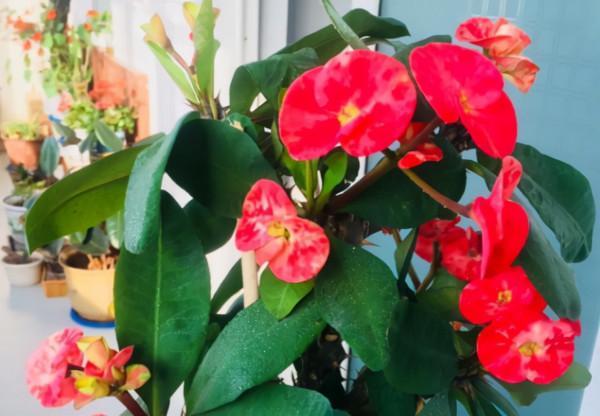 要“散養”的8種花,丟陽臺別管,反而長得精神 要“散養”的8種花,丟陽臺別管,反而長得精神