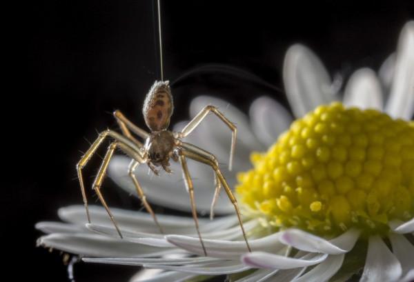 擁有超能力的蜘蛛:70000只就能讓波音747停下來? 擁有超能力的蜘蛛:70000只就能讓波音747停下來?