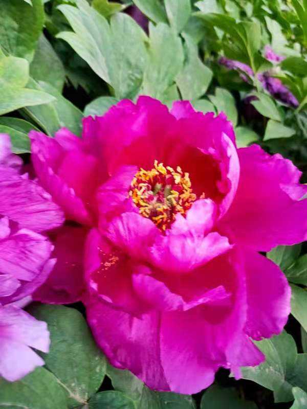 網上常見的3種花，購買需謹慎，看著銷量高，其實都是坑