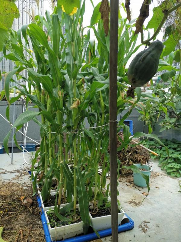 新式移動淺池,讓二培更加方便 新式移動淺池,讓二培更加方便