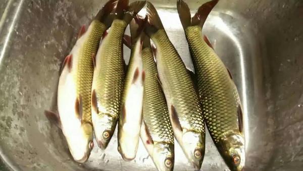 這是最成功的入侵魚類,在國內繁衍數十年,居然沒幾個人知道 這是最成功的入侵魚類,在國內繁衍數十年,居然沒幾個人知道