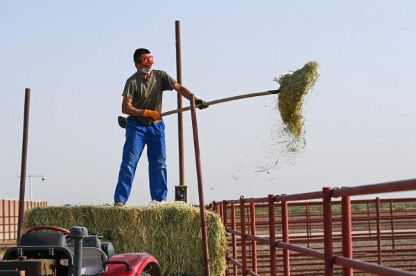 “走吧，你要學著自己長大”——瀕危野馬重返荒野20年