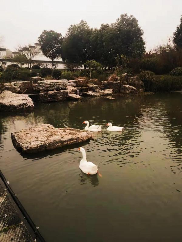 醉人的秋日依然那麼美，淡定從容的白鵝也迷戀……