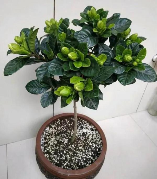 為什麼花市賣的花盆土已經幹得不行了，但葉子卻還是綠油油的呢？