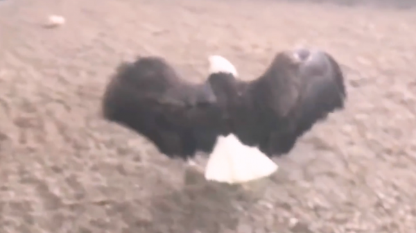 老鷹凍在湖面無法動彈,過路大叔趕緊幫忙,還有小貓咪也需要幫助 老鷹凍在湖面無法動彈,過路大叔趕緊幫忙,還有小貓咪也需要幫助