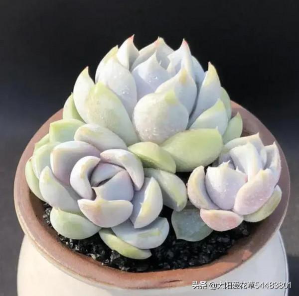 冬天是多肉的天下,不要錯過這4種肉肉,輕鬆一養就很美 冬天是多肉的天下,不要錯過這4種肉肉,輕鬆一養就很美