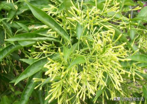 15種花有毒，家裡有老人、小孩、孕婦或寵物，要慎養