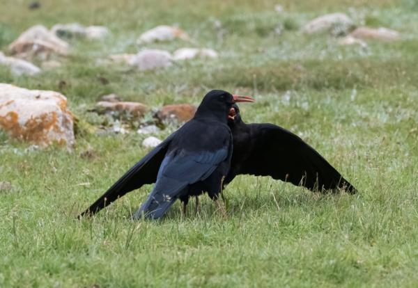 科普 | 鳥中“狠角色”——烏鴉