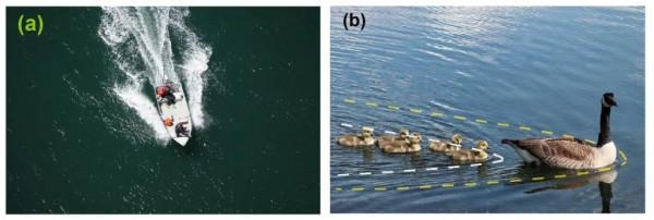 鴨子游泳為什麼要排成一排？