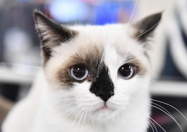 走進可愛值爆表的貓展現場