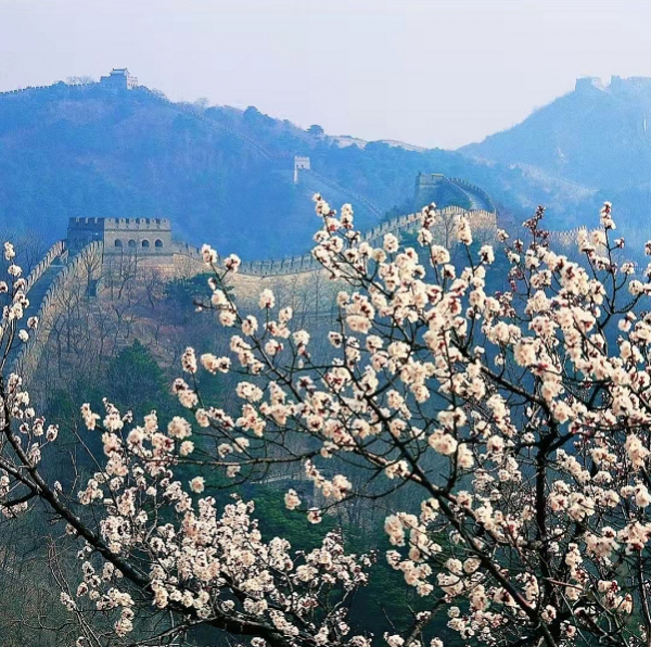 北京故事（20）&mdash;&mdash;開滿杏花的慕田峪