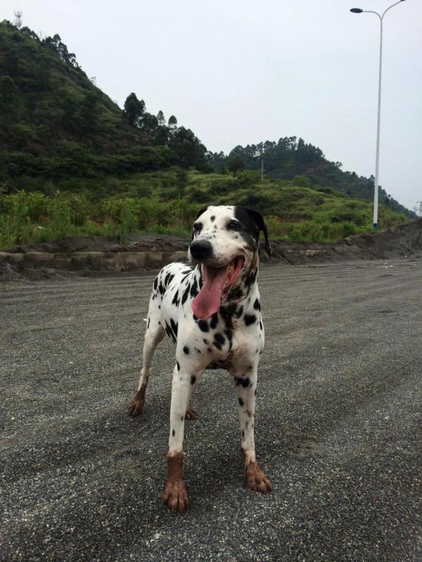 我作為一個非常愛狗的人,為什麼再也不養狗了 我作為一個非常愛狗的人,為什麼再也不養狗了