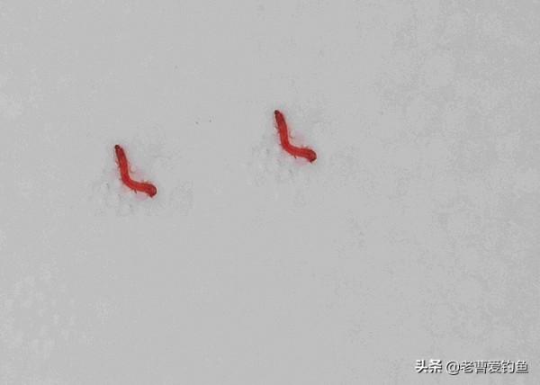 ​民間高手、釣魚大師，都在用的“絕密”魚餌新增劑配方