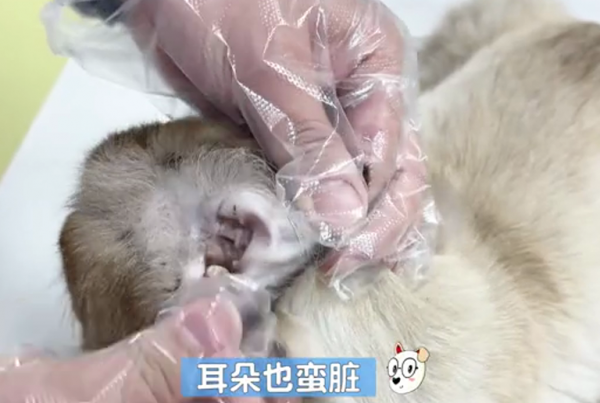 流浪品種貓被送來醫院，大家都表示很困惑：怎麼布偶貓也有人丟？