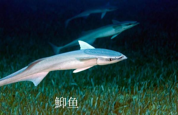 有趣的鮣魚，海洋裡的“狗皮膏藥”，逮誰粘誰
