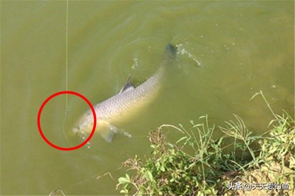 子線用長還是用短，要看釣法，看目標魚，還要看季節，不能拍腦袋