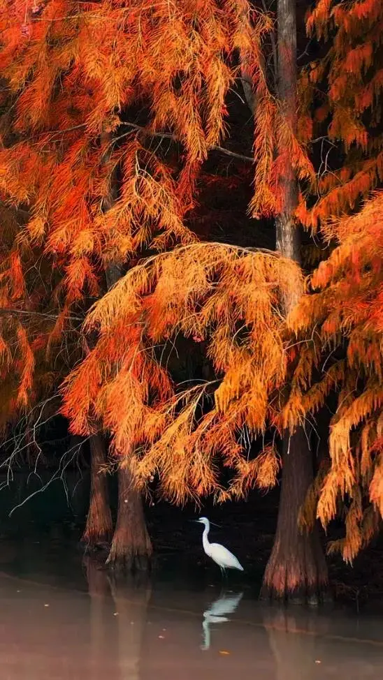 魔都醉美紅杉林，冬日大片必打卡