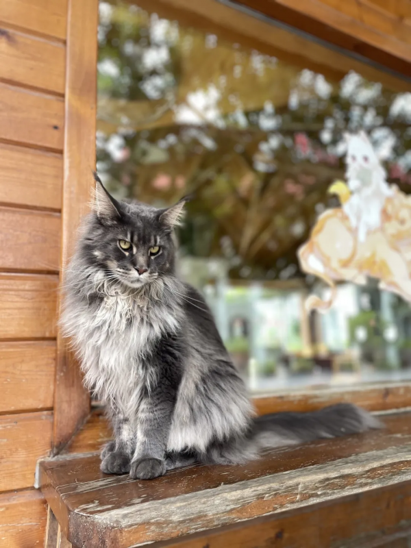 毛森森小朋友的職業規劃 毛森森小朋友的職業規劃