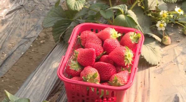 2022年元旦假期兵團旅遊市場迎來開門紅